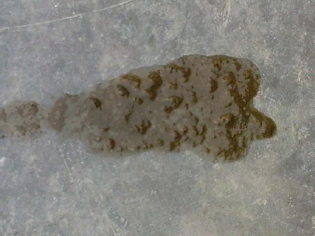 Ƭ0195.jpg
