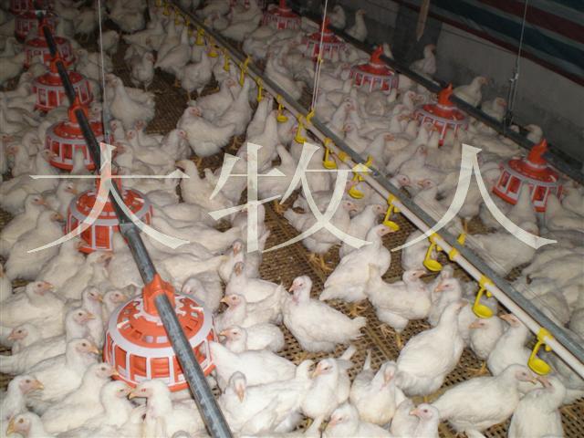 大牧人肉种鸡自动化饲养2 养鸡设备/鸡舍建设专题 鸡病专业网论坛