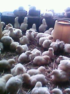 IMG0317A.jpg