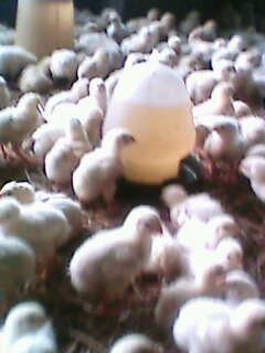 IMG0316A.jpg