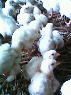 IMG0323A.jpg