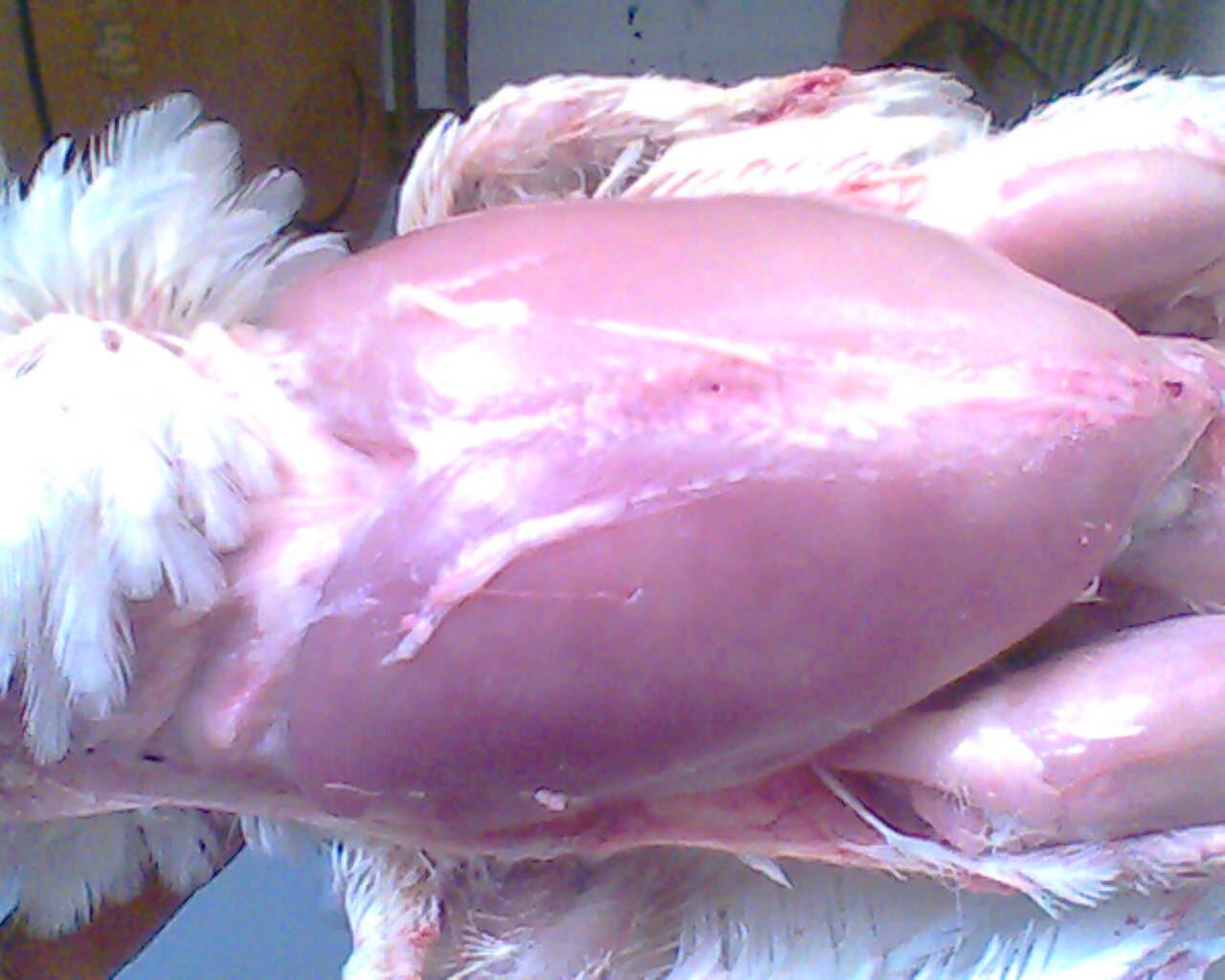 IMG0720A.jpg