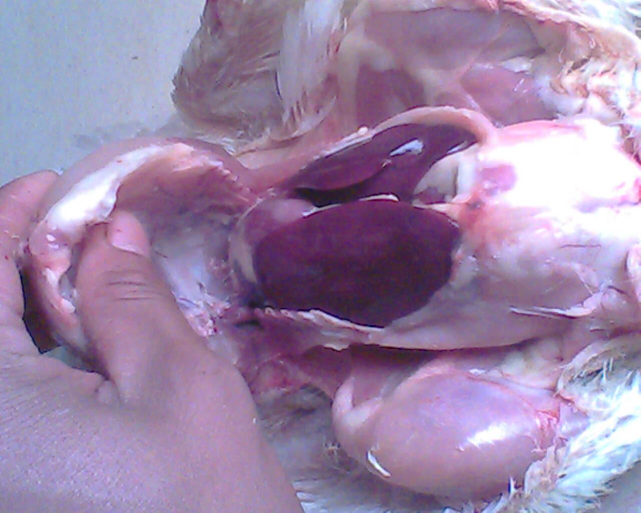 IMG0722A.jpg