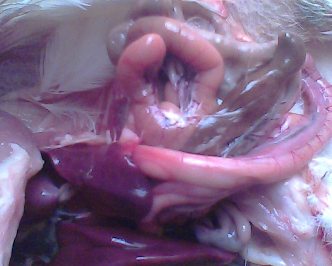 IMG0727A.jpg