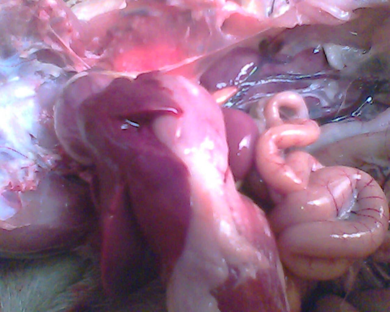 IMG0725A.jpg