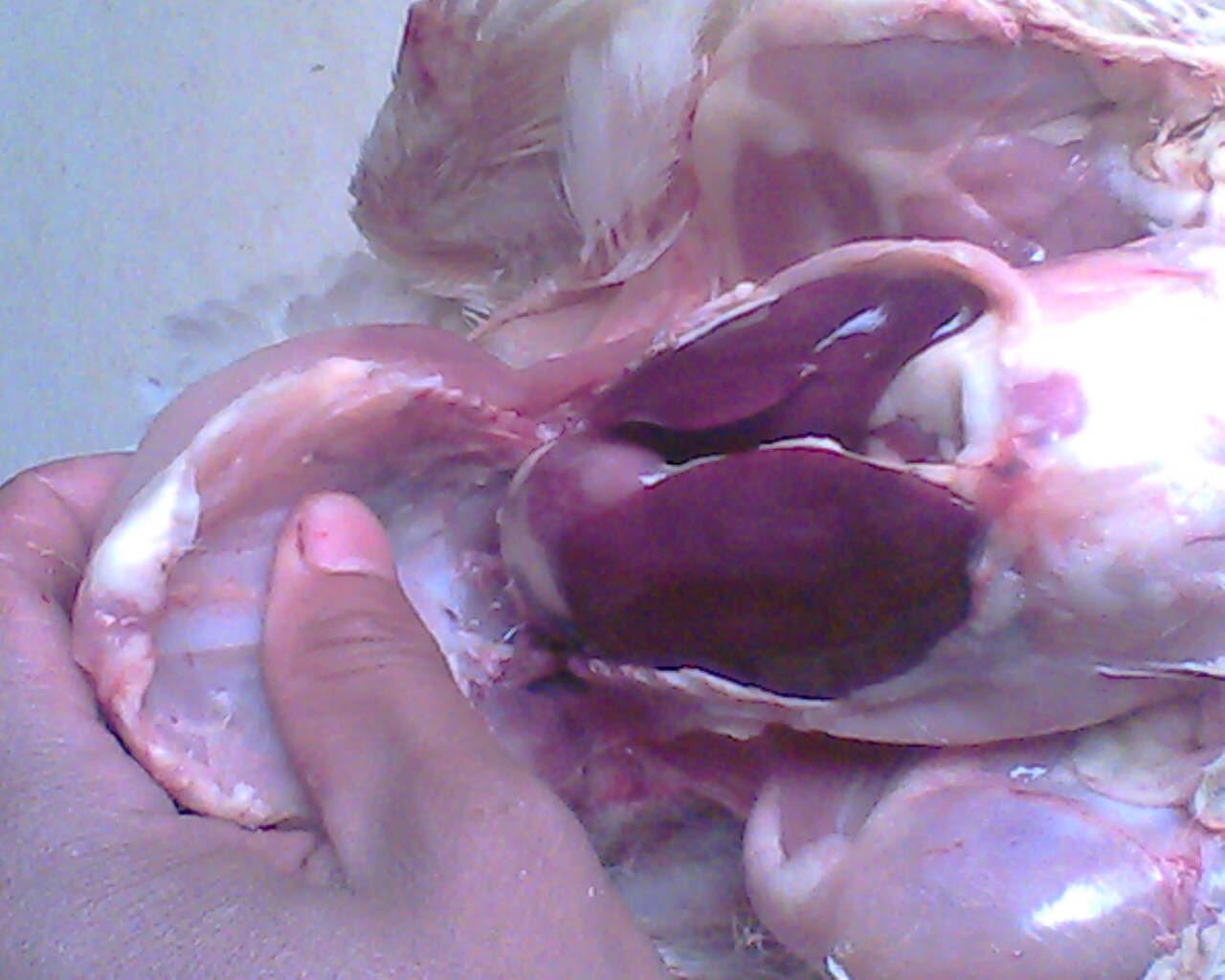 IMG0723A.jpg