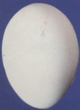 Egg23.jpg