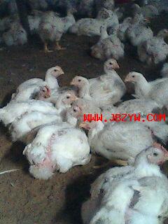 IMG0011A.jpg