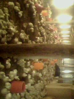 IMG0230A.jpg