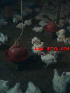 IMG0013A.jpg