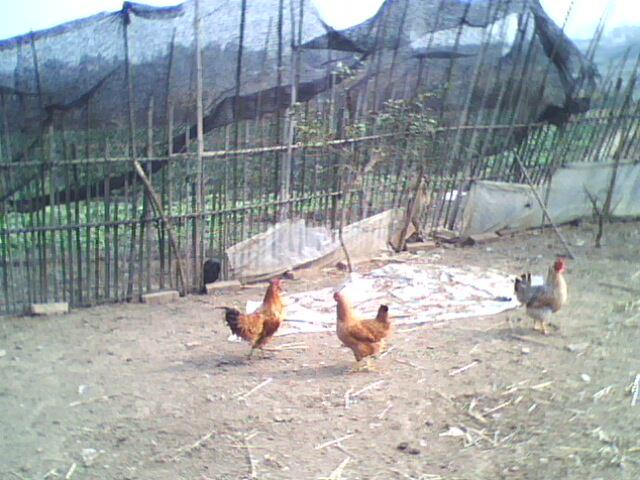 IMG0046A.jpg