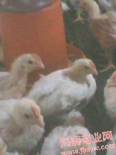 IMG0048A.jpg