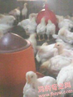 IMG0051A.jpg
