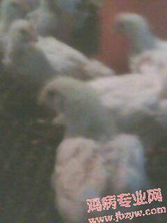IMG0045A.jpg