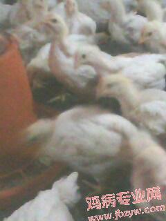 IMG0056A.jpg