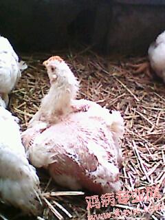 IMG0349A.jpg