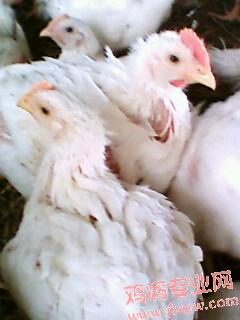 IMG0347A.jpg