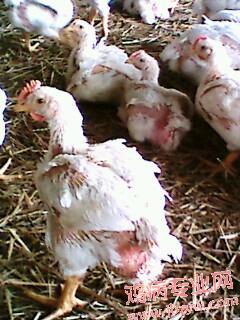 IMG0351A.jpg