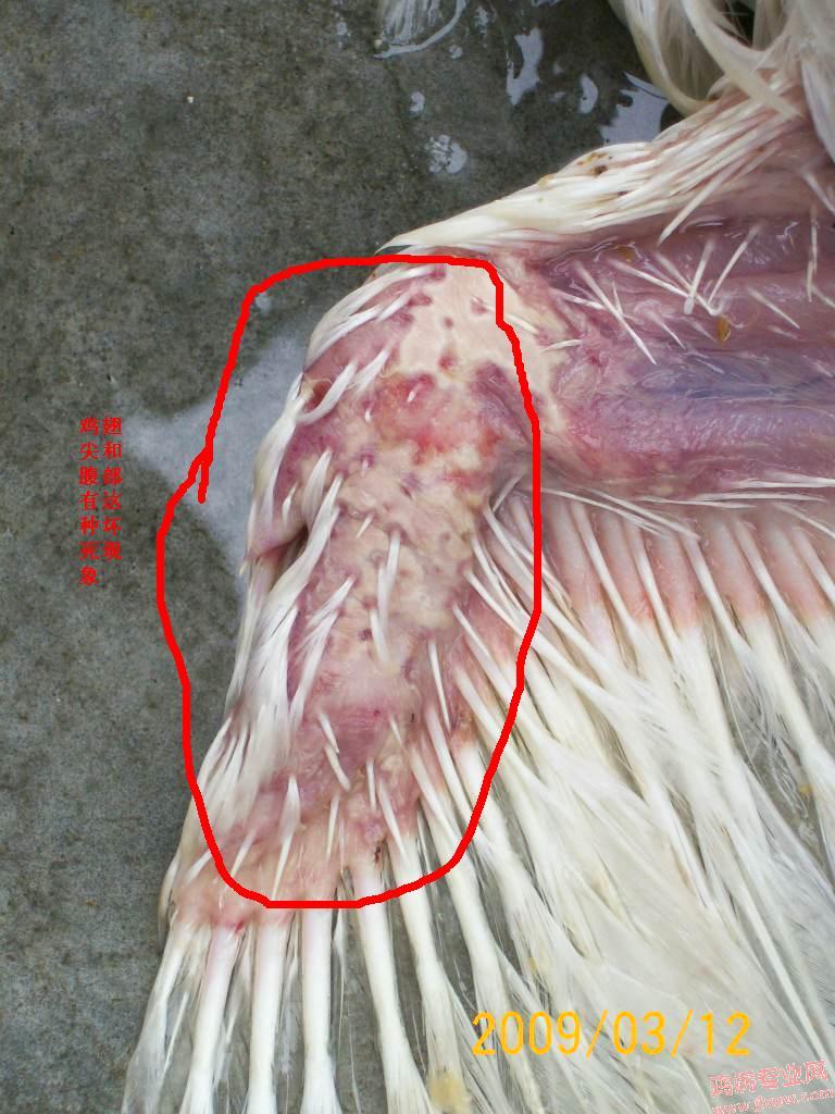 100_1726.JPG