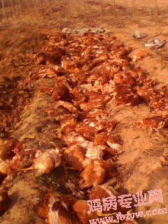 IMG0441A.jpg