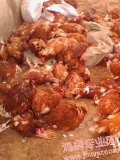 IMG0438A.jpg