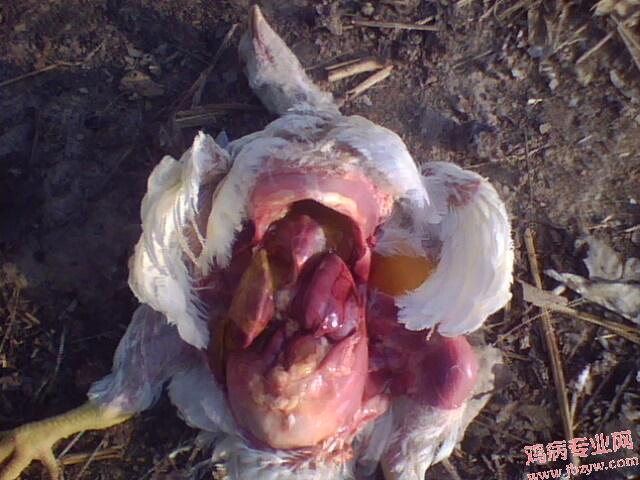 IMG0141A.jpg