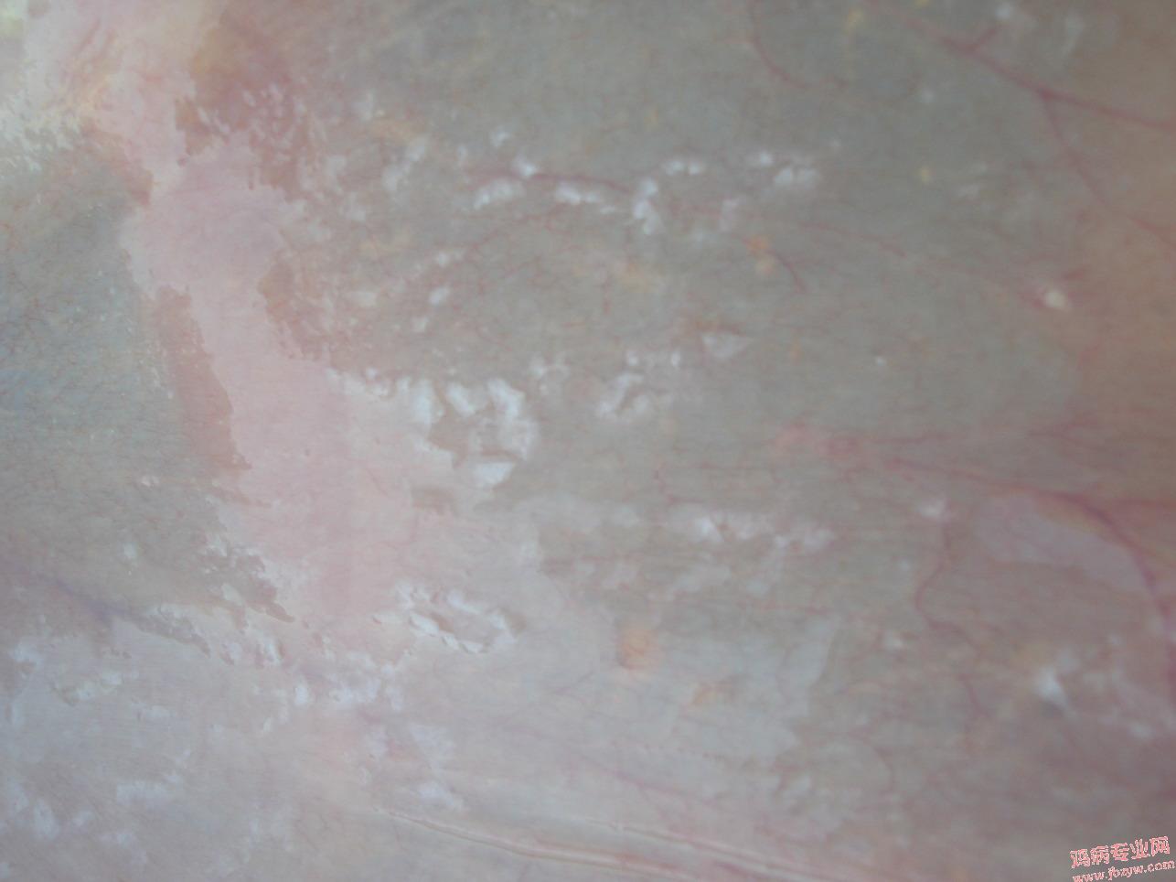 CIMbG0015.JPG