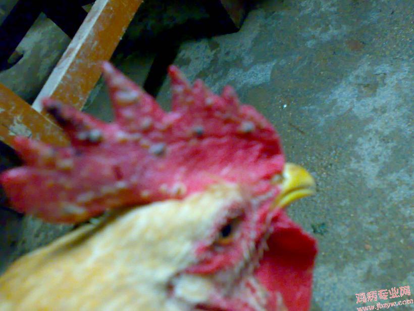 200803291294.jpg