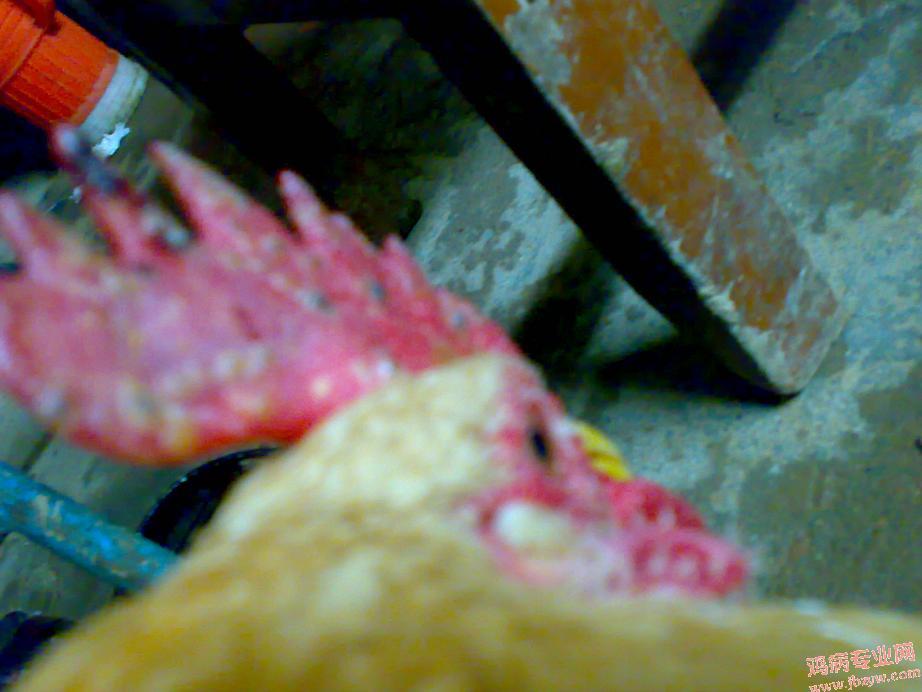 200803291295.jpg