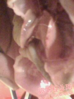 IMG0022A.jpg