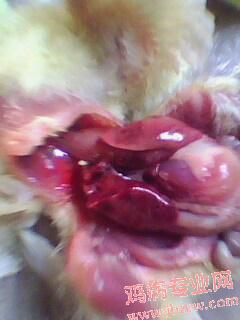 IMG0016A.jpg