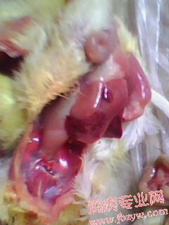 IMG0019A.jpg