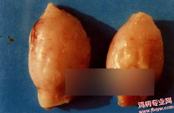 (解剖图片)鸡传染性腺胃炎
