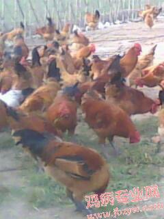 IMG0039A.jpg