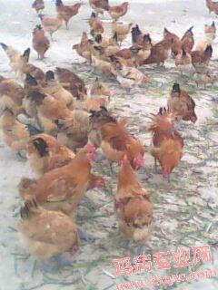 IMG0036A.jpg