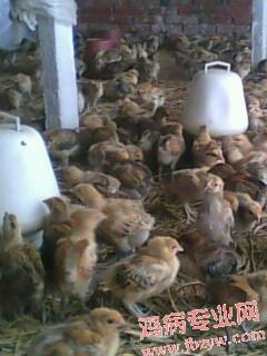 IMG0042A.jpg
