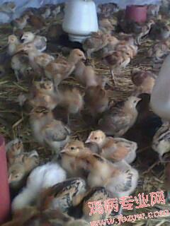 IMG0041A.jpg