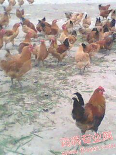 IMG0030A.jpg