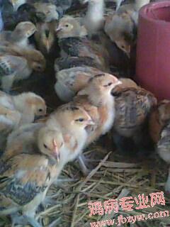 IMG0043A.jpg