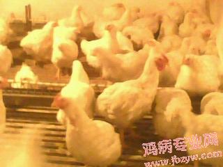 IMG0084A.jpg
