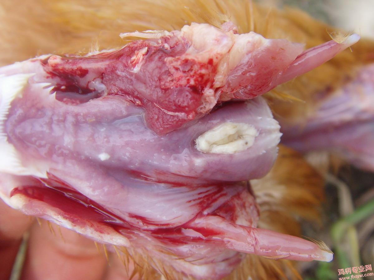 SNV35585.JPG