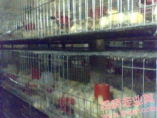 IMG0043A.jpg