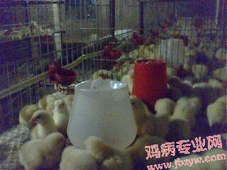 IMG0050A.jpg