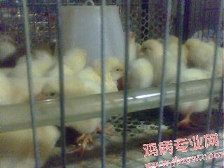 IMG0041A.jpg