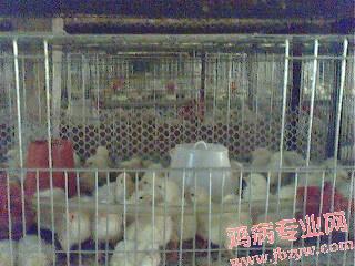 IMG0054A.jpg