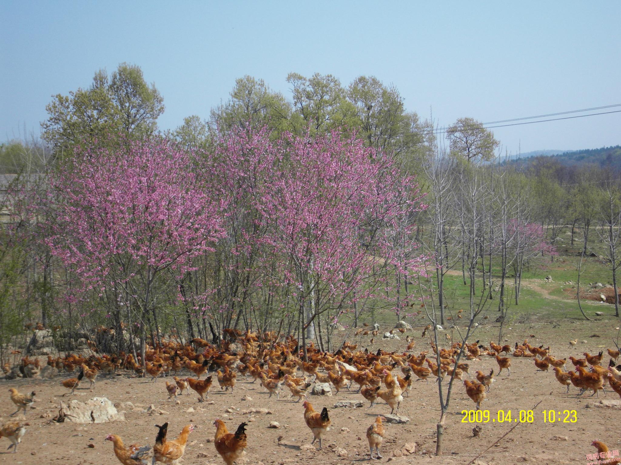 SDC11075.JPG