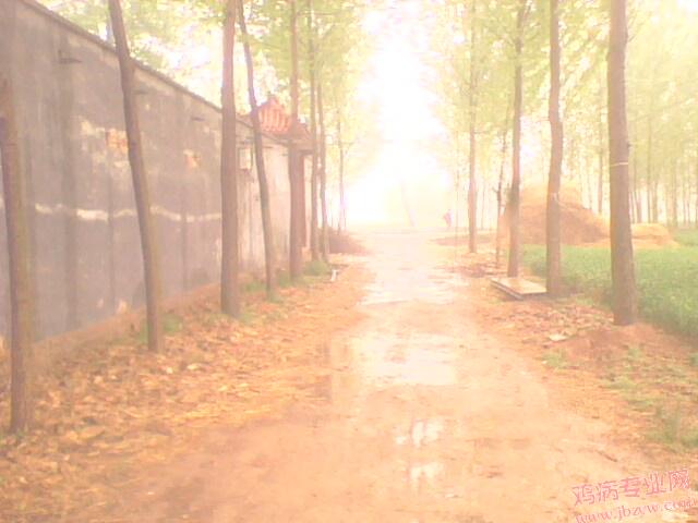 IMG0262A.jpg