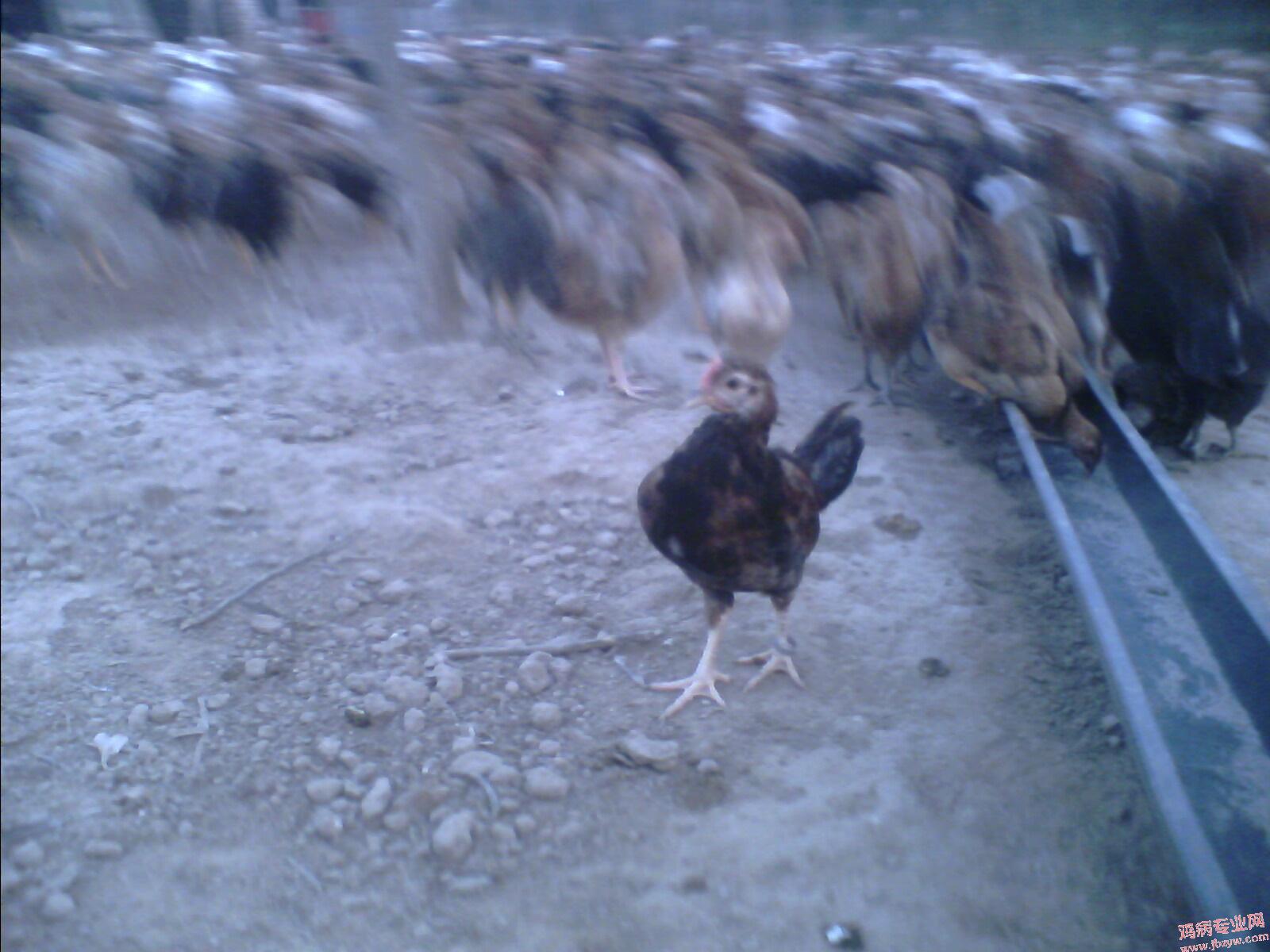 IMG0660A.jpg