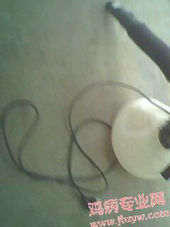 IMG0262A.jpg