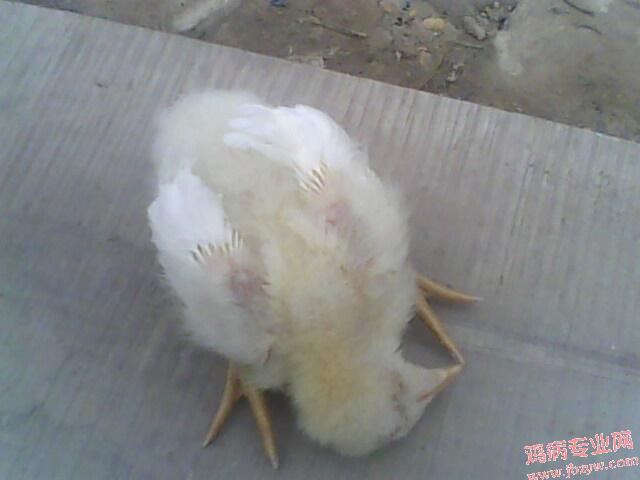 IMG0344A.jpg